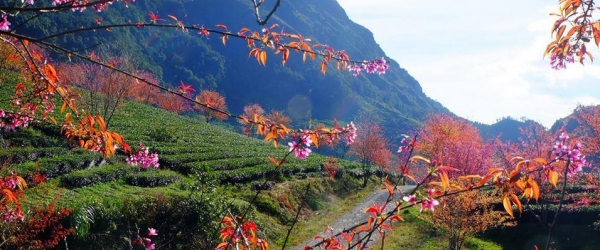 Tour du lịch Đà Nẵng SaPa 3 ngày 2 đêm giá rẻ dịp tết Âm lịch.