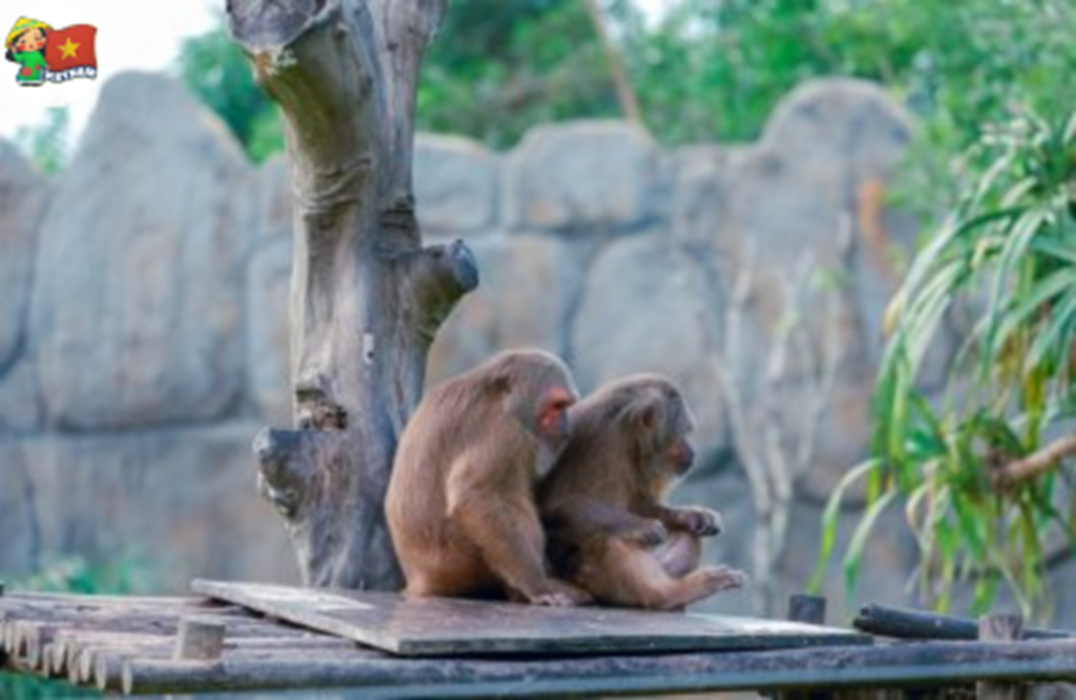 Tour-vinpeal-nam-hoi-an-1-ngay-tu-da-nang(6)