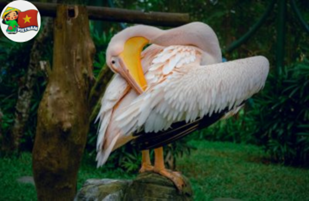 Tour-vinpeal-nam-hoi-an-1-ngay-tu-da-nang(7)