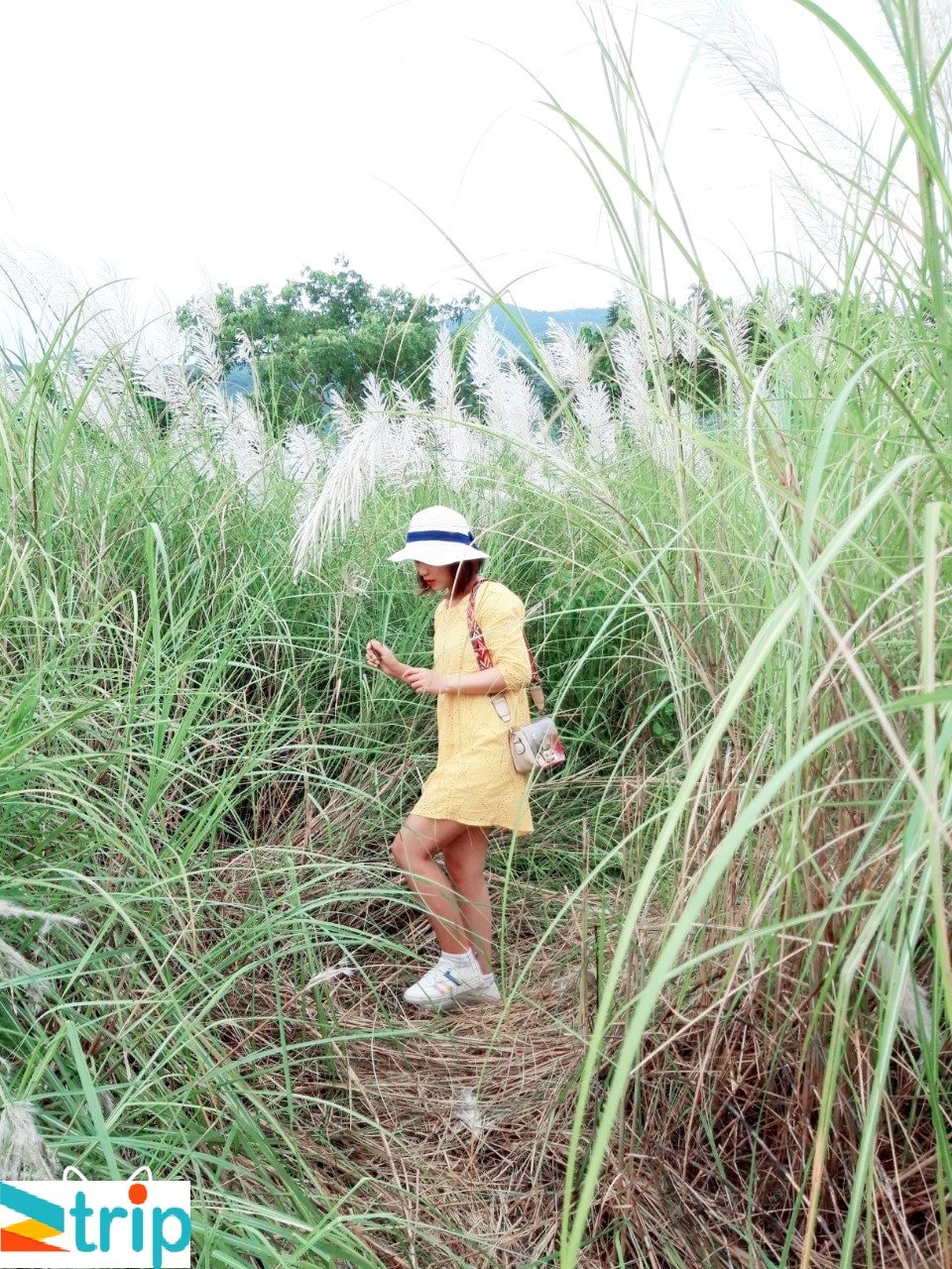 check in hoa cỏ lau Đà Nẵng